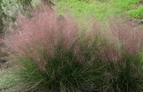 These are some of the best varieties to try in your yard; Pink Muhly Grass Regal Mist Central Texas Gardener