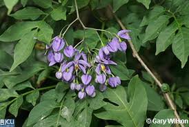 Image result for Solanum seaforthianum