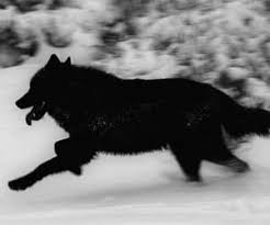 Werewolf aesthetic by minabeautifulldoll on deviantart. 440 Images About Werewolf On We Heart It See More About Couple Aesthetic And Quotes Shoplook