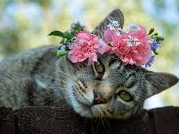 Check spelling or type a new query. Wallpaper Gray Cat Flowers 1920x1440 Hd Picture Image