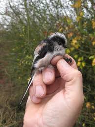 Small Birds With Long Tail Feathers Ringing Matters Beautiful Birds Wild Birds Unlimited Animals Beautiful