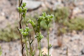 Image result for Indigofera cryptantha