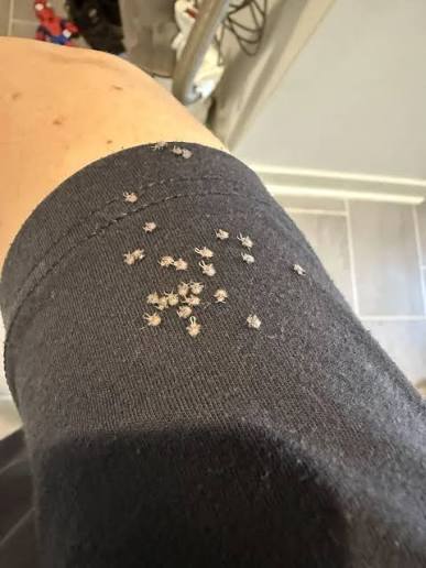 My dog came in the house covered in these and now I'm covered too