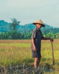  47 Ide Petani Di 2021 Petani Kehidupan Pedesaan Fotografi