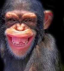 Pin By Dayhana Gordillo On Monos Gorillas Laughing Animals Smiling Animals Animal Photo