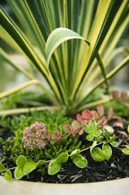 Per questo motivo necessita di temperature alte e di poca acqua. 12 Piante Sempreverdi Da Giardino Per L Inverno Vi Terranno Compagnia Col Freddo