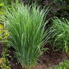 Rykštinė sora statusas t sritis vardynas apibrėžtis miglinių šeimos pašarinis augalas panicum virgatum angl. Blaue Rutenhirse Panicum Virgatum Northwind
