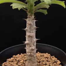 Image result for Monadenium torrei