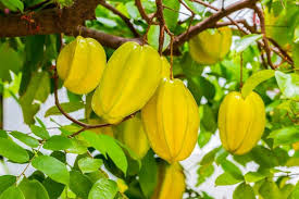 Make sure the starfruit tree is vertical. How To Succeed At Growing Starfruit Trees In Your Backyard