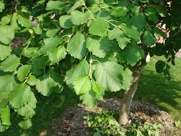 Image result for Agelanthus myrsinifolius