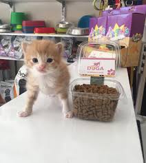 Veteriner Kliniginden Ucretsiz Kedi