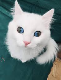 25 Fabulous Felines with Unique and Rare Eye Colors and Patterns