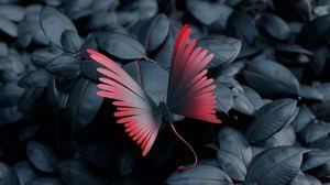 Butterfly windows wallpapers pc in both widescreen and 4:3 resolutions. Butterfly Full Hd Hdtv Fhd 1080p Wallpapers Hd Desktop Backgrounds 1920x1080 Images And Pictures