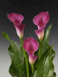 Image result for Zantedeschia