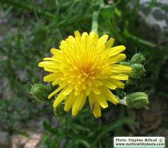 Image result for Sonchus wilmsii