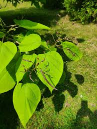 Image result for Hymenocardia ulmoides