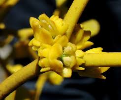 Image result for Viscum littorum