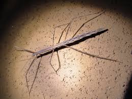 Image result for Pseudobersama