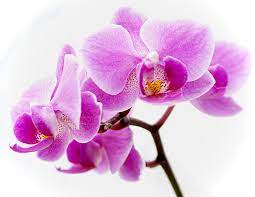 Light Purple Orchid Flower Infobarrel Orchid Flower Purple Orchids Orchid Tattoo