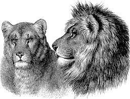Free Free 165 Lion And Lioness Svg SVG PNG EPS DXF File