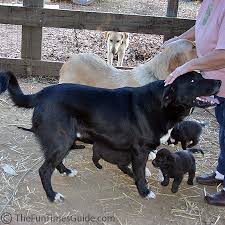 Kona the great pyrenees / labrador retriever hybrid at about 8 months old—i have had kona from 10 weeks of age, and out of his whole litter he is the biggest, despite being the runt.he weighs about 80 lbs. Pyrenees Lab Mix Puppies For Sale Near Me