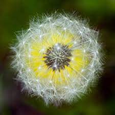 Dandelions Dandelion Art Dandelion Dandelion Flower