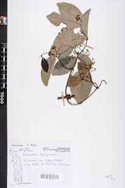Image result for Hippocratea apocynoides