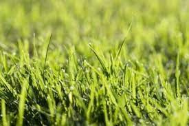 7 tips to prevent dog urine spots on your lawn fertilize your lawn less, or not at all, in areas where your dog. Killing Grass Naturally How To Get Rid Of Grass Without Chemicals