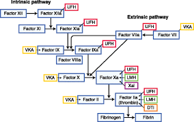 Edoxaban is an orally active inhibitor of coagulation factor xa (activated factor x) with anticoagulant activity. Promise Of Factor Xa Inhibition In Acute Coronary Syndromes Springerlink