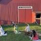 Goat Yoga