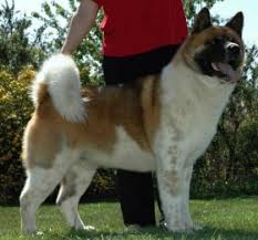 A japanese strain, commonly called akita inu (inu means dog in japanese) or japanese akita, and an american strain, known as the akita or american akita. American Akita Zwinger Ausserhalb Lautzenhausen Rheinland Pfalz Snautz De