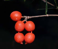 Image result for Alyxia ruscifolia