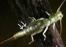 Image result for Nicolasia stenoptera