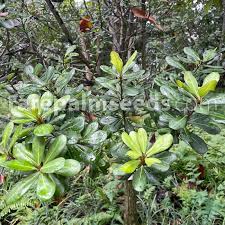 Image result for Mimusops afra