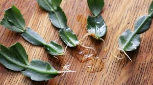 Image result for cactus cuttings