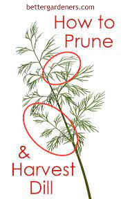 Check spelling or type a new query. All About Growing Dill Planting Pruning Harvesting Better Gardener S Guide