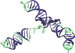 Image result for Ruspolia sp. no. 1 (Biegel 5407)