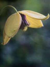 We did not find results for: Clematis Bill Mackenzie Clematis Vines Fish Pet