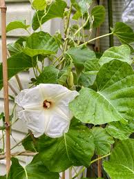 Image result for Ipomoea albivenia