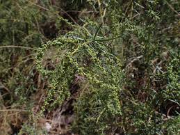 Image result for Suaeda monoica