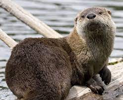 River Otter Pictures Trout Lake Yellowstone National Park River Otter Trout Lake Otters
