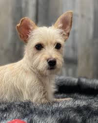 Adopted** Up next… Prada 💛 Name: Prada Alias: The Quiet Cuddler 🫂 Bio:  Prada is a gentle, soulful chihuahua mix who believes the best things in  life are worth waiting for—especially love.