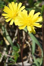 Image result for Crepis