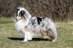 Blue merle border collie at a glance. Collie Blue Merle Charakter Und Pflegehinweise