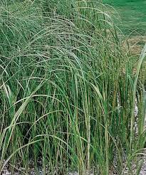 Image result for Sporobolus natalensis