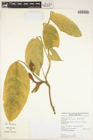 Image result for Culcasia orientalis