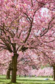 Parc De Sceaux Paris Day Trip Experience The Pink Orchard A Cherry Blossom Oasis Within The Parc De Pink Blossom Tree Cherry Blossom Japan Blossom Garden
