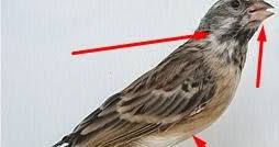 Hal ini dapat dijadikan patokan utama untuk melihat perbedaan antara burung prenjak jantan dan betina. Trik Ampuh Untuk Membedakan Jantan Betina Burung Blackthroat Kicau Mania