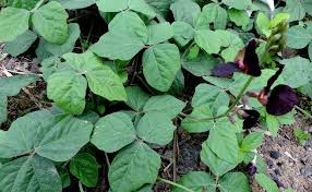 Image result for Macroptilium atropurpureum