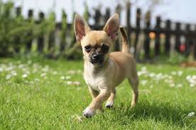 My second one, a girl, is named cinderella (we call her cinder because she's not. The A Z List Of 400 Cute Sassy And Fun Chihuahua Names All Things Dogs All Things Dogs